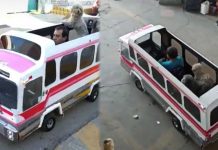 Hombre causa sensación al pasear a sus perritos en mini camión Hombre causa sensación al pasear a sus perritos en mini camión