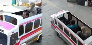 Hombre causa sensación al pasear a sus perritos en mini camión