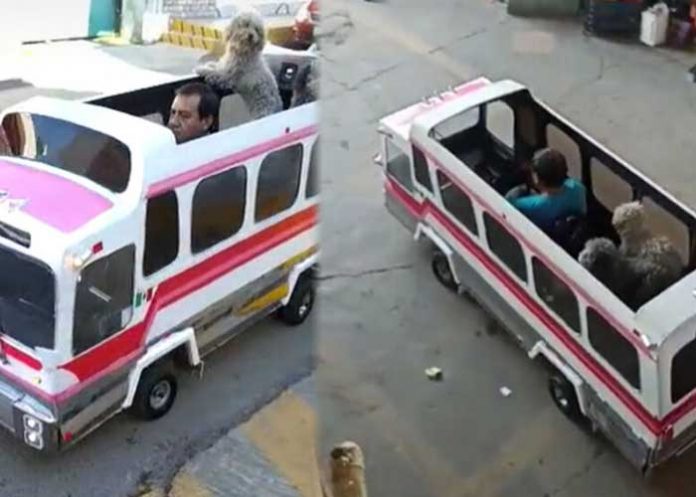 1 Hombre causa sensación al pasear a sus perritos en mini camión