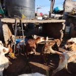 Rescatan 70 perros a punto de ser sacrificados para consumo en México Rescatan a más de 70 perros de un inmueble en México