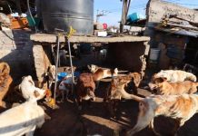 Rescatan 70 perros a punto de ser sacrificados para consumo en México Rescatan a más de 70 perros de un inmueble en México