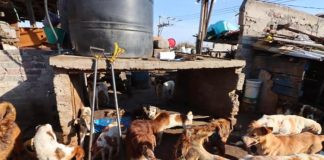 Rescatan a más de 70 perros de un inmueble en México