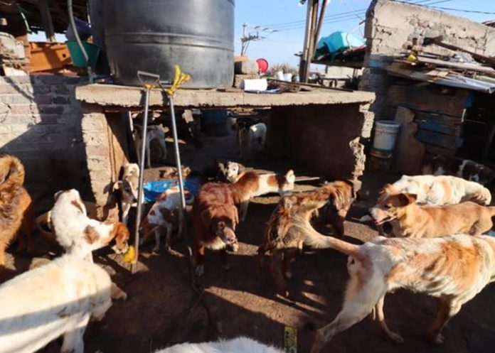 Rescatan a más de 70 perros de un inmueble en México