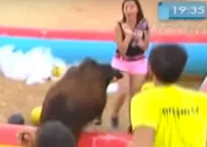 ¡Increíble! Toro 'revuelca' a reportera en plena transmisión en vivo