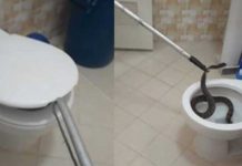 "Casi le muerde las 'nachas'": Encontró tremenda serpiente en el inodoro (VIDEO)