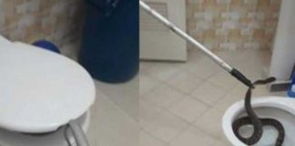 "Casi le muerde las 'nachas'": Encontró tremenda serpiente en el inodoro (VIDEO)
