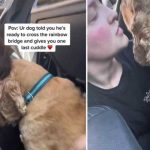 Triste: Perro se despide con abrazo antes que la pongan a dormir Triste: Perro se despide con abrazo antes que la pongan a dormir
