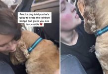 Triste: Perro se despide con abrazo antes que la pongan a dormir