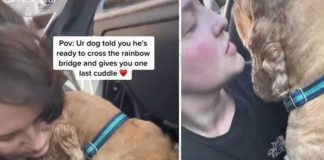 Triste: Perro se despide con abrazo antes que la pongan a dormir