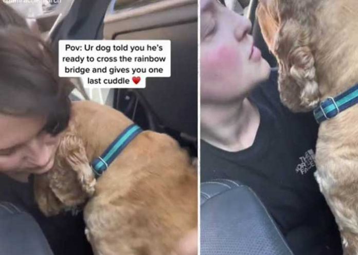 Triste: Perro se despide con abrazo antes que la pongan a dormir