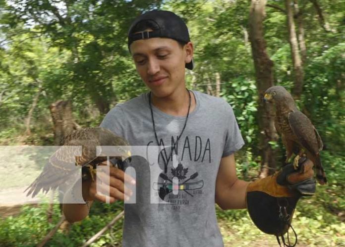 Nandaime: Joven lucha por alcanzar un sueño a través de sus aves
