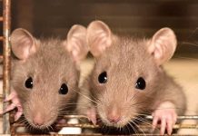 Científicos trasplantaron neuronas humanas a ratones para estudiar problemas mentales