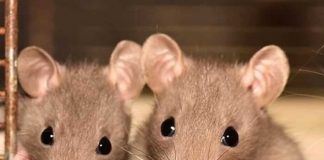 Científicos trasplantaron neuronas humanas a ratones para estudiar problemas mentales