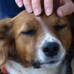 Estudios indican que acariciar a tu perro es excelente para la salud Estudios indican que acariciar a tu perro es excelente para la salud