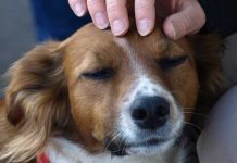 Estudios indican que acariciar a tu perro es excelente para la salud Estudios indican que acariciar a tu perro es excelente para la salud