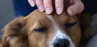 Estudios indican que acariciar a tu perro es excelente para la salud