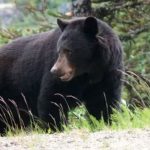 Abuelo en silla de ruedas salva a niño de un oso
