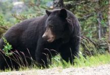 ¡Rescatado de la muerte! Abuelo en silla de ruedas salva a niño de un oso Abuelo en silla de ruedas salva a niño de un oso