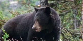 Abuelo en silla de ruedas salva a niño de un oso