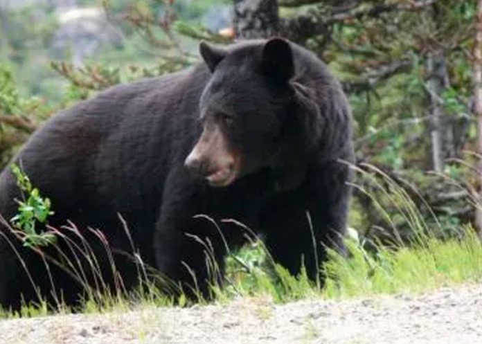 Abuelo en silla de ruedas salva a niño de un oso