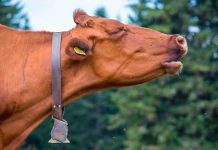 ¡De locos! Multan a una vaca en España por mugir demasiado alto Multan a una vaca en España por mugir demasiado alto