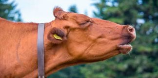 Multan a una vaca en España por mugir demasiado alto