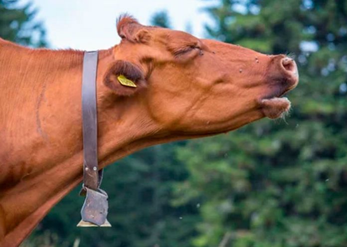 Multan a una vaca en España por mugir demasiado alto
