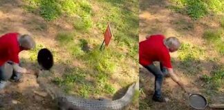 ¡Increíble! Señor se libra de ser devorado por cocodrilo con una paila