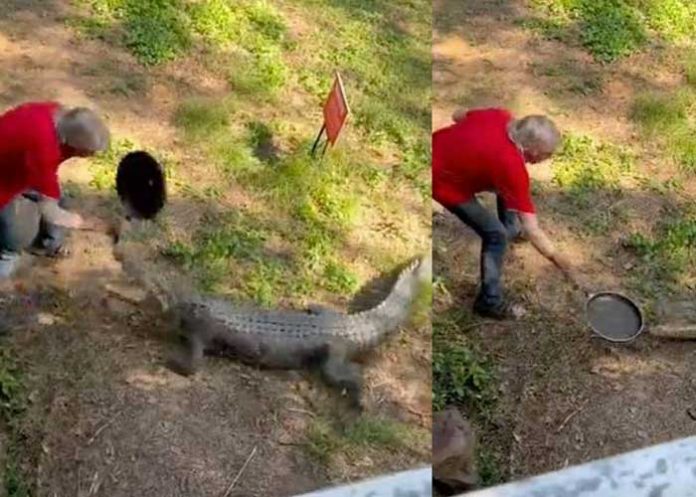 ¡Increíble! Señor se libra de ser devorado por cocodrilo con una paila