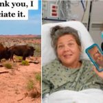 Mujer graba el brutal ataque de un bisonte mientras practica senderismo Mujer graba el brutal ataque de un bisonte mientras practica senderismo