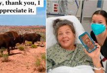 Mujer graba el brutal ataque de un bisonte mientras practica senderismo Mujer graba el brutal ataque de un bisonte mientras practica senderismo