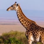 Trágico: Bebé de 16 meses muere pisoteada por una jirafa en Sudáfrica Jirafa mata a pisotones a una bebé en Sudáfrica