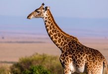 Jirafa mata a pisotones a una bebé en Sudáfrica