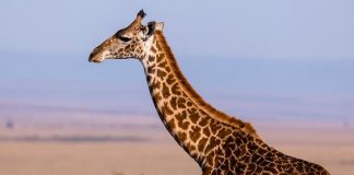 Jirafa mata a pisotones a una bebé en Sudáfrica