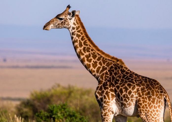 Jirafa mata a pisotones a una bebé en Sudáfrica