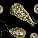 Joven fallece tras infectarse con ameba ‘comecerebros’ en Estados Unidos Joven fallece tras infectarse con ameba ‘comecerebros’ en Estados Unidos