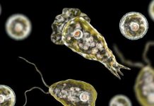 Joven fallece tras infectarse con ameba ‘comecerebros’ en Estados Unidos Joven fallece tras infectarse con ameba ‘comecerebros’ en Estados Unidos