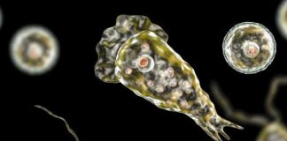 Joven fallece tras infectarse con ameba ‘comecerebros’ en Estados Unidos