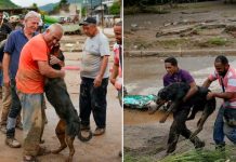«Conmovedor momento» protagoniza un perro al reencontrarse con su dueño El perro se paró en dos patas para alcanzar a su dueño