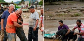 El perro se paró en dos patas para alcanzar a su dueño 
