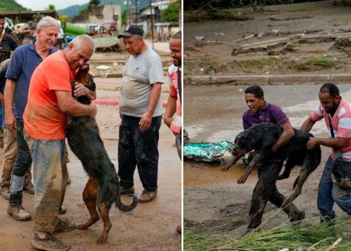 El perro se paró en dos patas para alcanzar a su dueño 
