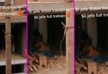Video: Dos albañiles son descubiertos en pleno «kulg y allan» "El secreto de los albañiles" quedó descubierto