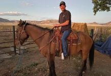 Reencuentro maravilloso: Caballo perdido regresa a casa 8 años después Caballo regresa después de huir con manada salvaje