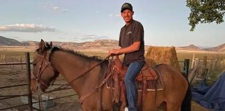 Caballo regresa después de huir con manada salvaje