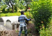 Ejecutan plan de limpieza y embellecimiento en cementerios de Ometepe Limpieza de cementerios en la Isla de Ometepe