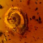 Hallan un caracol 'peludo' preservado en ámbar