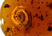 Hallan un caracol 'peludo' preservado en ámbar
