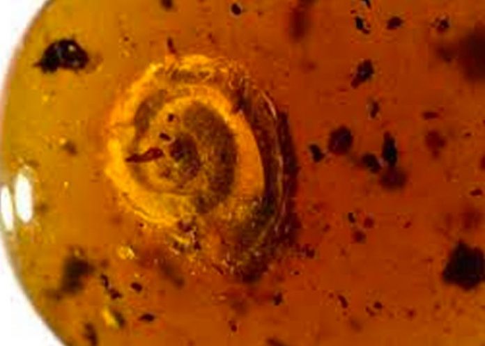 Hallan un caracol 'peludo' preservado en ámbar