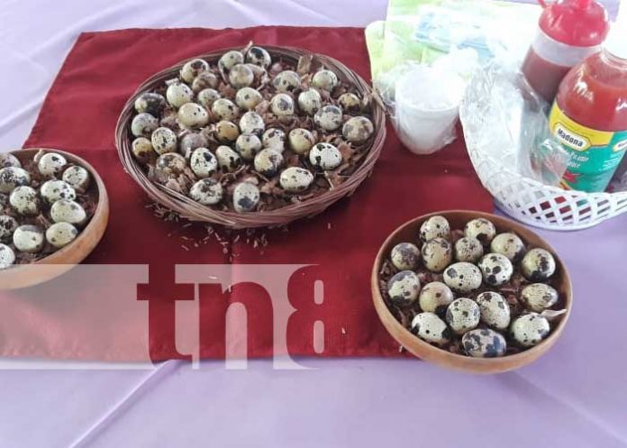 codorniz-nica-1 Producción de codorniz sigue avanzando en Nicaragua
