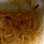 Hallan gusanos en cena del personal de un reconocido hospital en España Hallan gusanos en cena del personal de un reconocido hospital en España